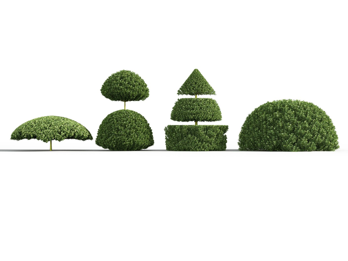 3D Euonymus japonicus - Japanese Spindle Tree 3D model https://p.turbosquid.com/ts-thumb/s9/mYjU8B/R9/gd_v22_euonymus_japonicus_03/jpg/1787323087/1920x1080/fit_q87/170e61597da94feaa541a612a2529bcf1d7b6ac8/gd_v22_euonymus_japonicus_03.jpg