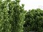 Euonymus japonicus - Japanese Spindle Tree 3D model