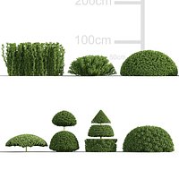 Euonymus japonicus - Japanese Spindle Tree 3D model