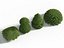 Euonymus japonicus - Japanese Spindle Tree 3D model