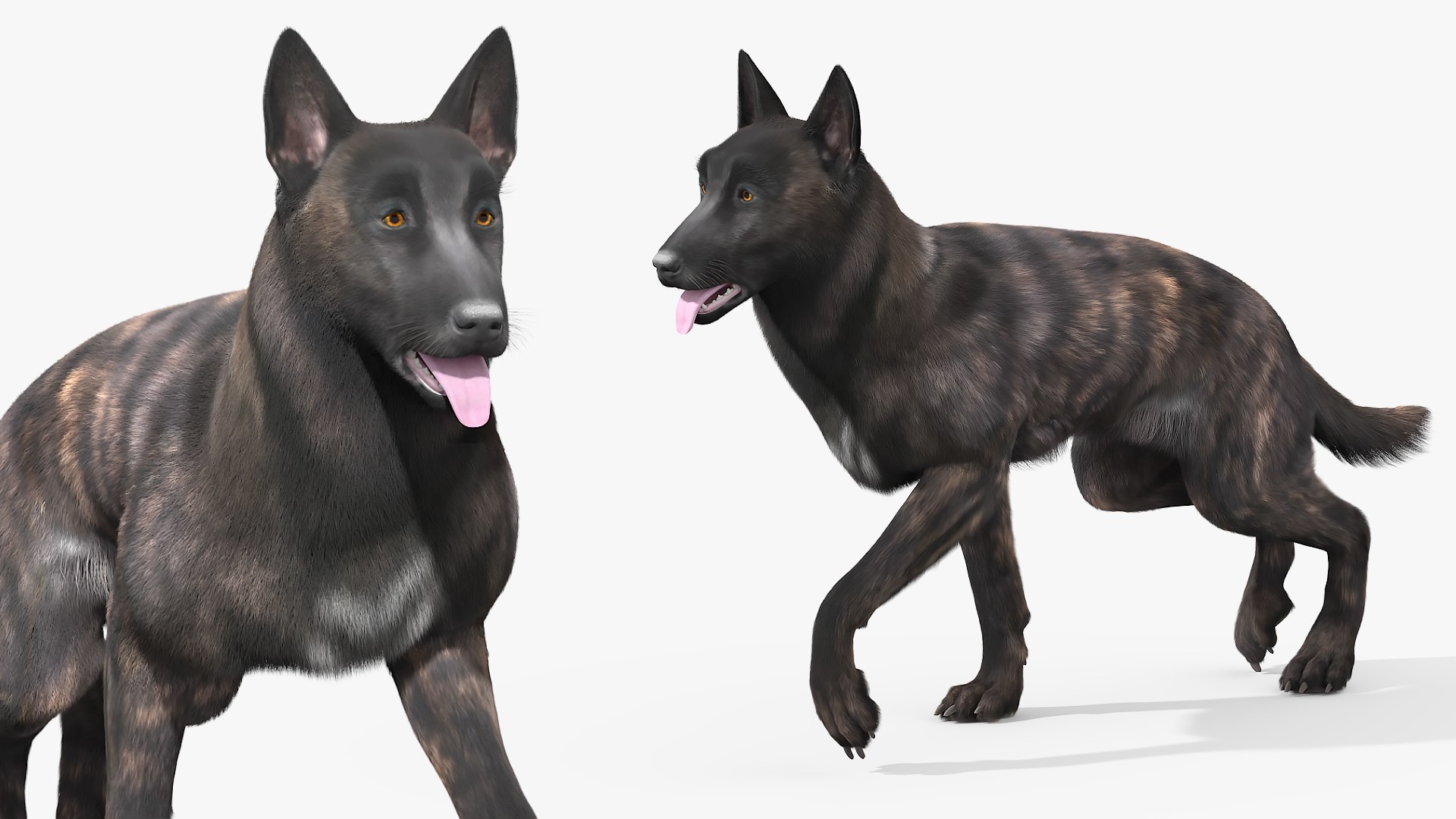 3D Dutch Shepherd Dog Fur Set Animated Rigged For Maya https://p.turbosquid.com/ts-thumb/s9/md1wz6/K5/dutch_shepherd_dog_fur_set_animated_rigged_for_maya_008/jpg/1775067855/1920x1080/fit_q87/624c1846c9ddfcc1987afa278d7254ff8fcfee48/dutch_shepherd_dog_fur_set_animated_rigged_for_maya_008.jpg