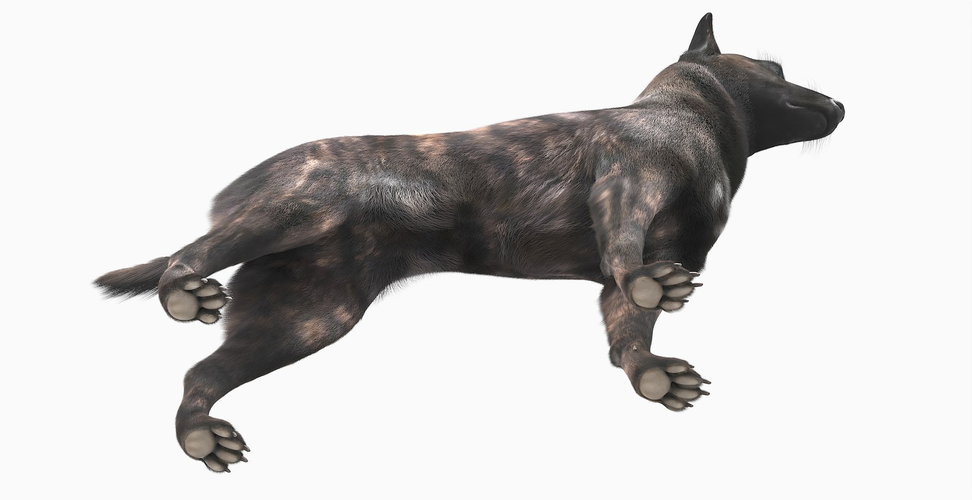 3D Dutch Shepherd Dog Fur Set Animated Rigged For Maya https://p.turbosquid.com/ts-thumb/s9/md1wz6/Ry/dutch_shepherd_dog_fur_set_animated_rigged_for_maya_011/jpg/1775067867/1920x1080/fit_q87/edf37160542c85ad44700742a6359f52b44c014f/dutch_shepherd_dog_fur_set_animated_rigged_for_maya_011.jpg