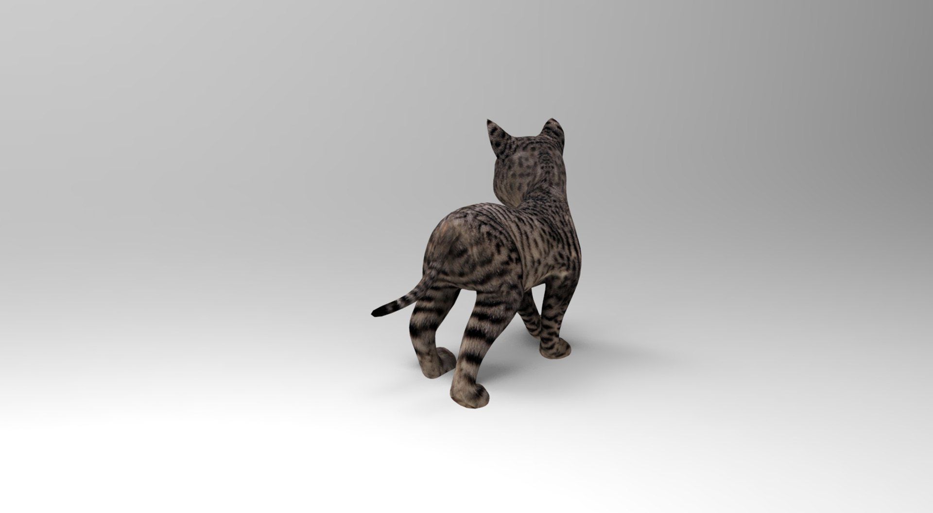 Cat Rigged Animation Model - TurboSquid 1204528