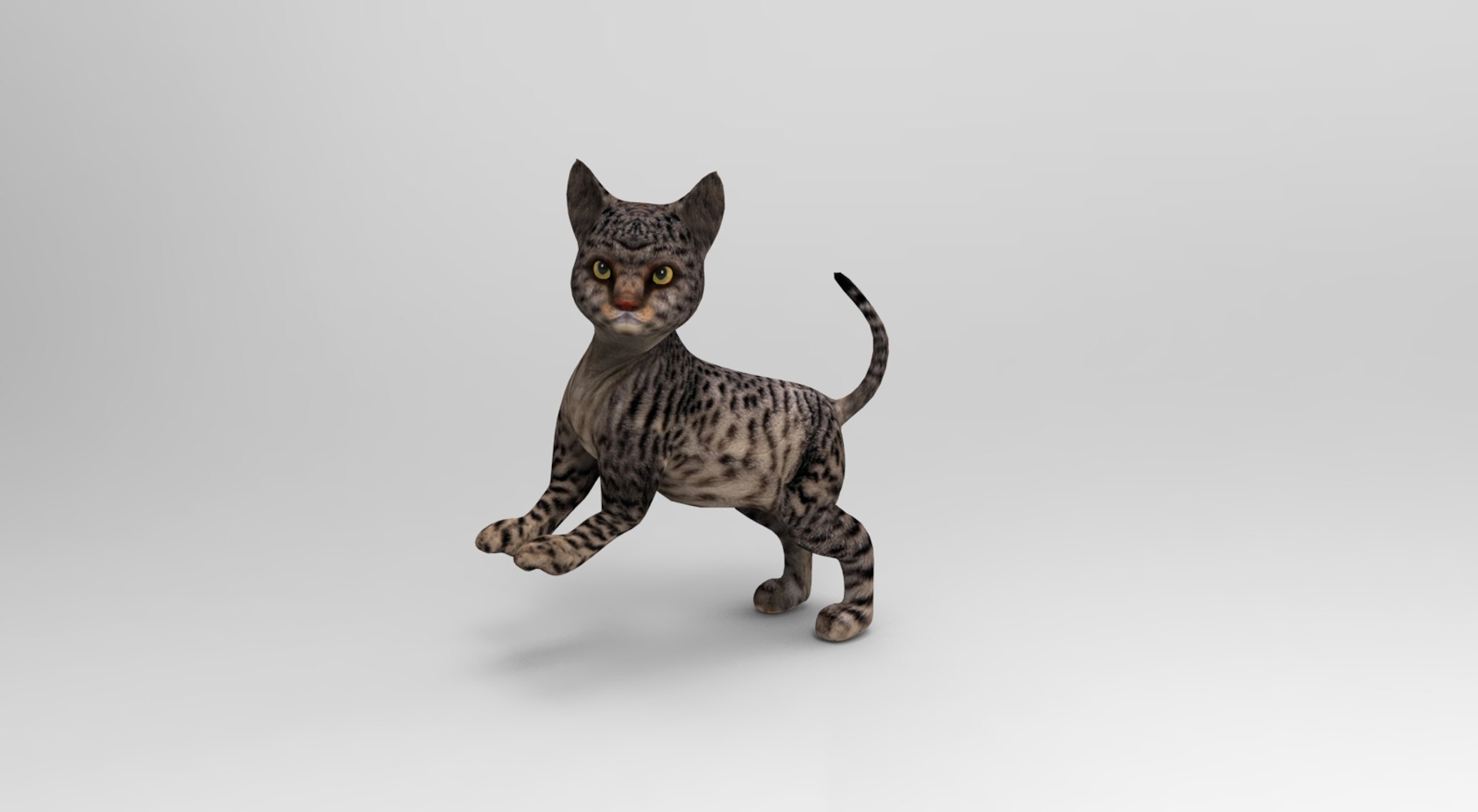 Cat Rigged Animation Model - TurboSquid 1204528