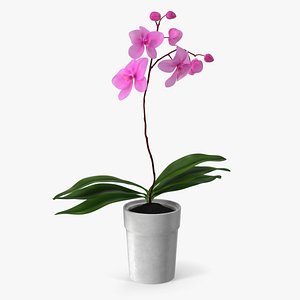 Pink Orchid and White Pot model