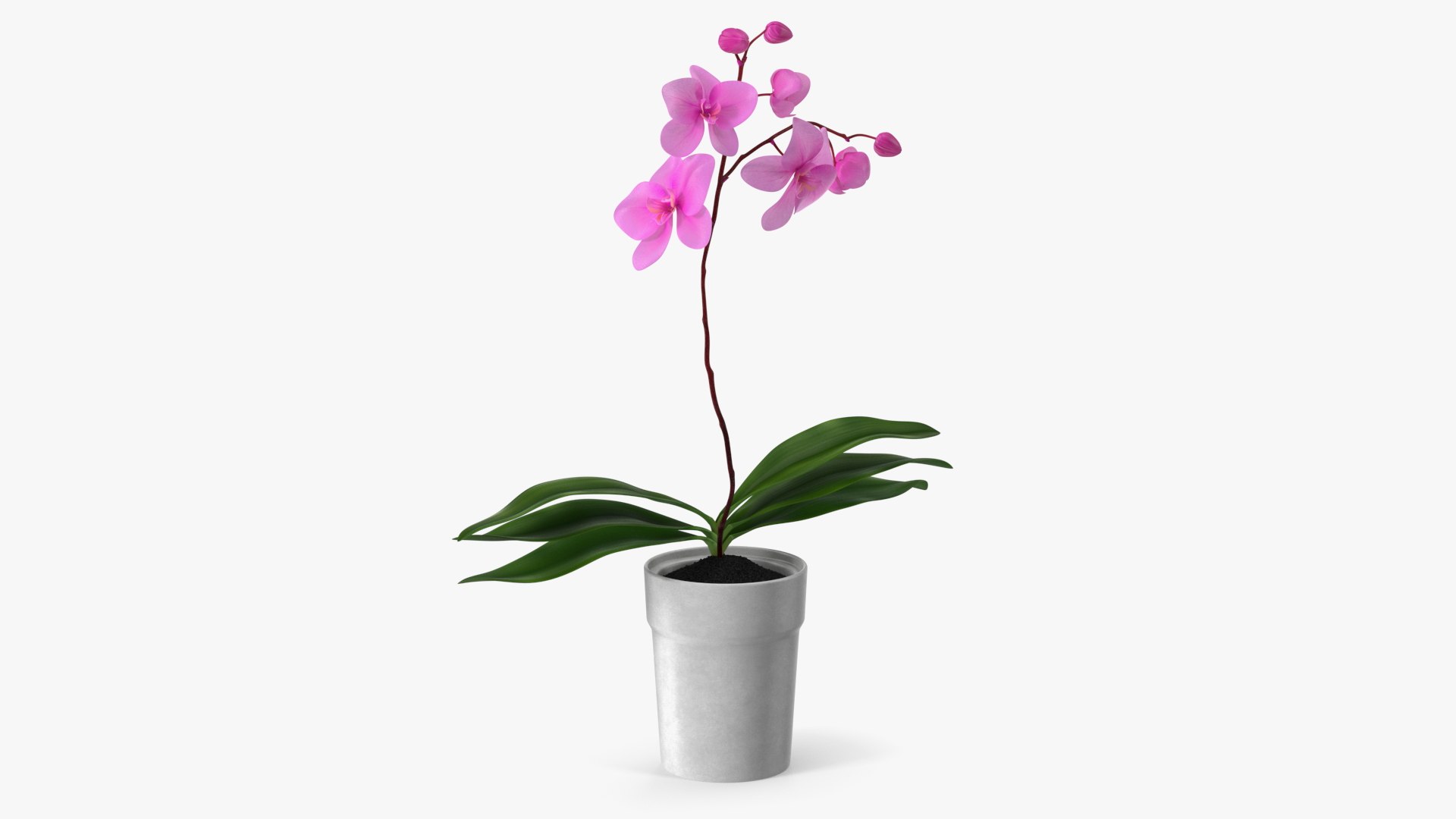 Pink Orchid and White Pot 3D model preview