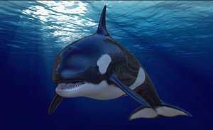 3D rigged orca model