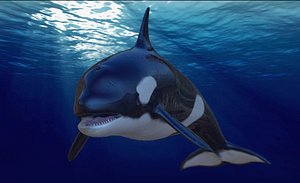Rigged orca