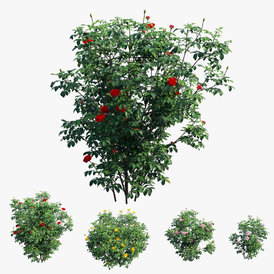modelo 3d Conjunto de plantas de rosas 52 - TurboSquid 1728178