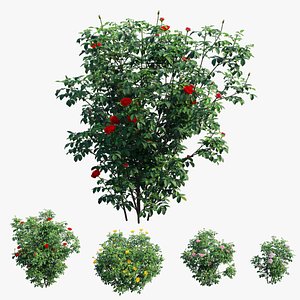 3D Rose plant set 52