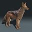 Jackal (FUR)