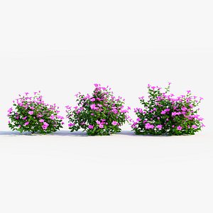 Petunia integrifolia b