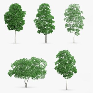 white birch trees 3d max