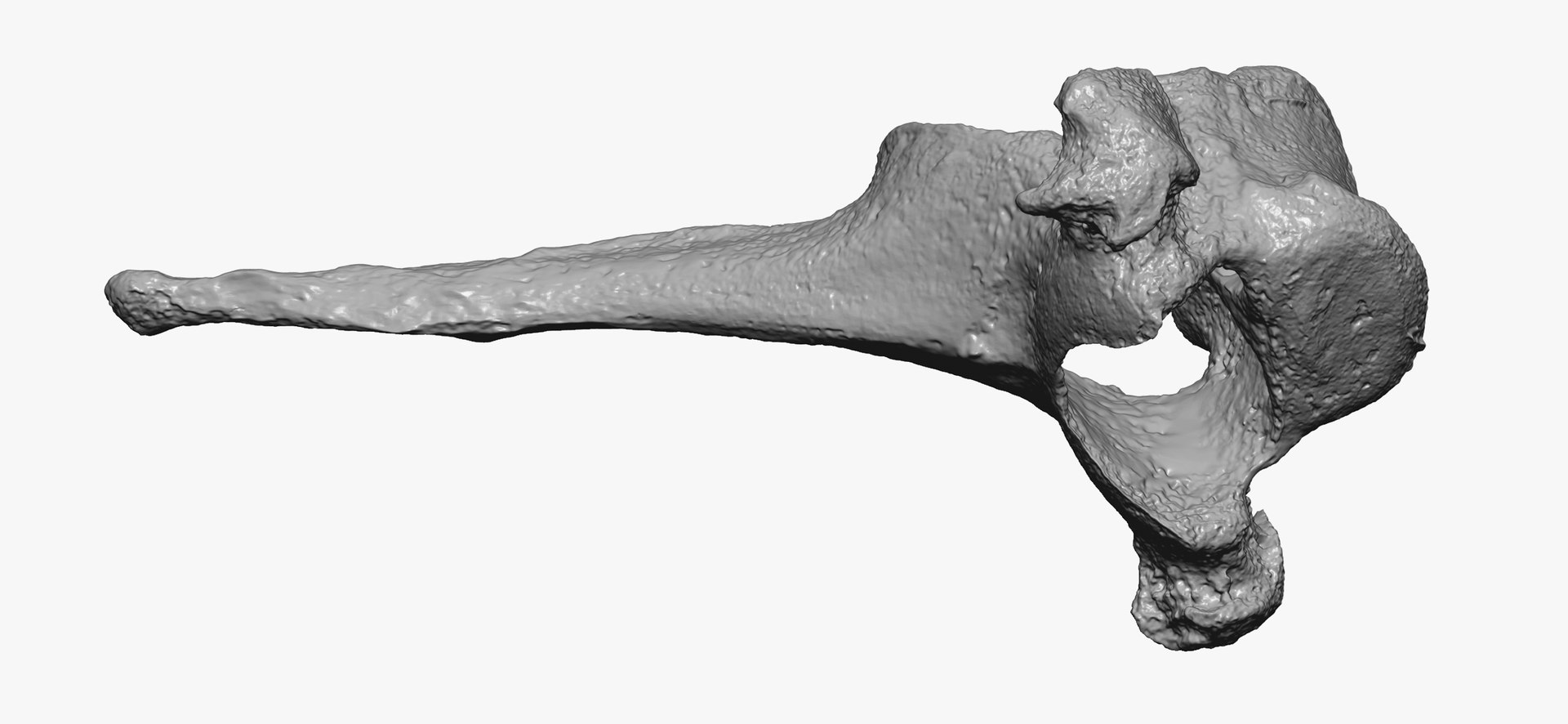 Domestic Cat Thoracic Vertebrae TH4 RAW Scan Model - TurboSquid 2143285