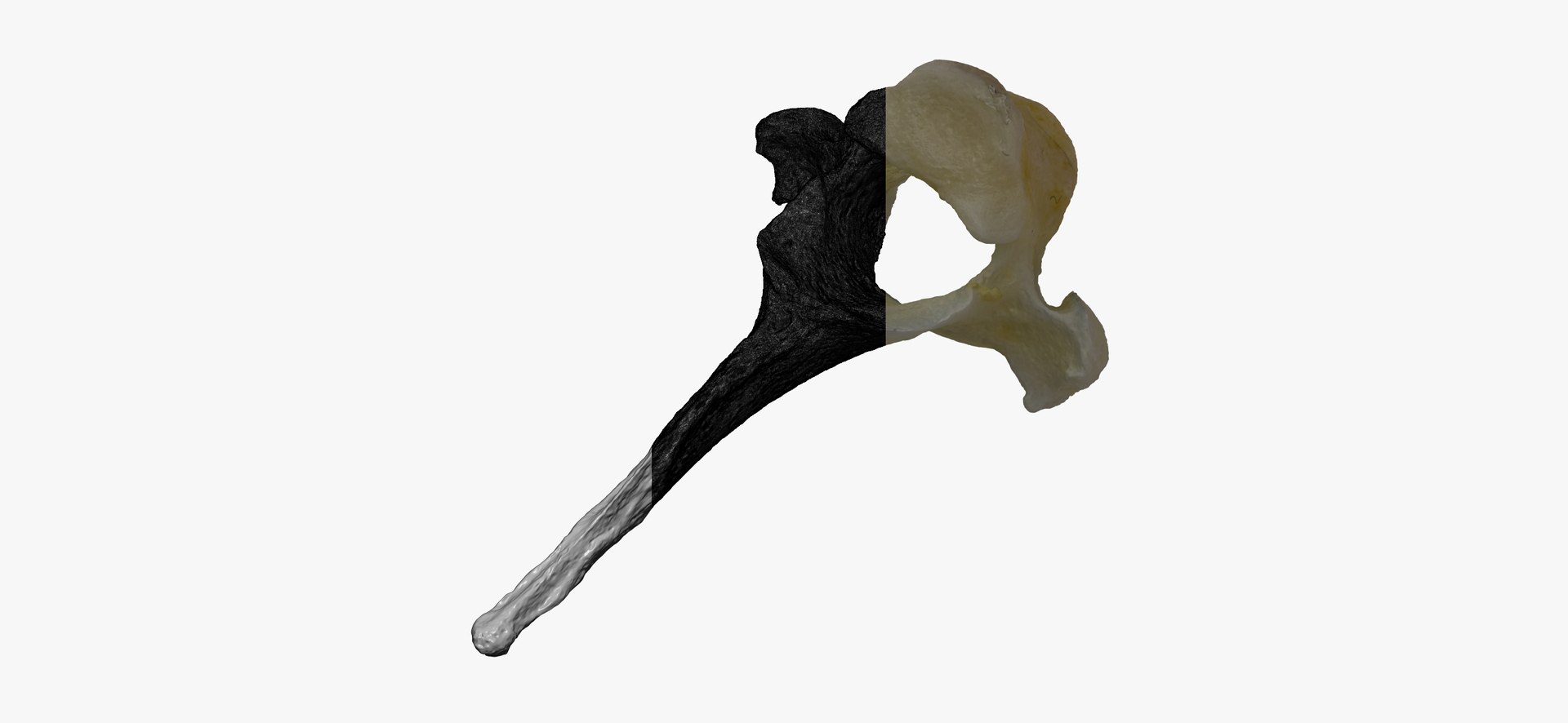Domestic Cat Thoracic Vertebrae TH4 RAW Scan Model - TurboSquid 2143285