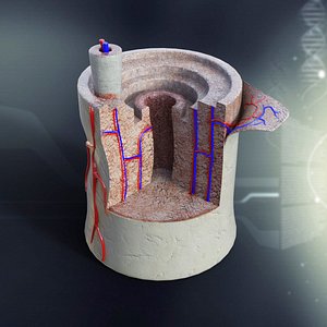 Bone Anatomy