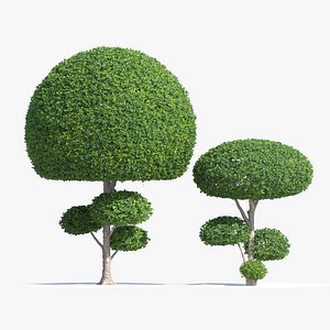 Topiary ficus 03