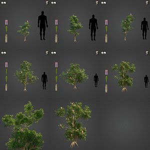 2021 PBR Saw Banksia Collection - Banksia Serrata