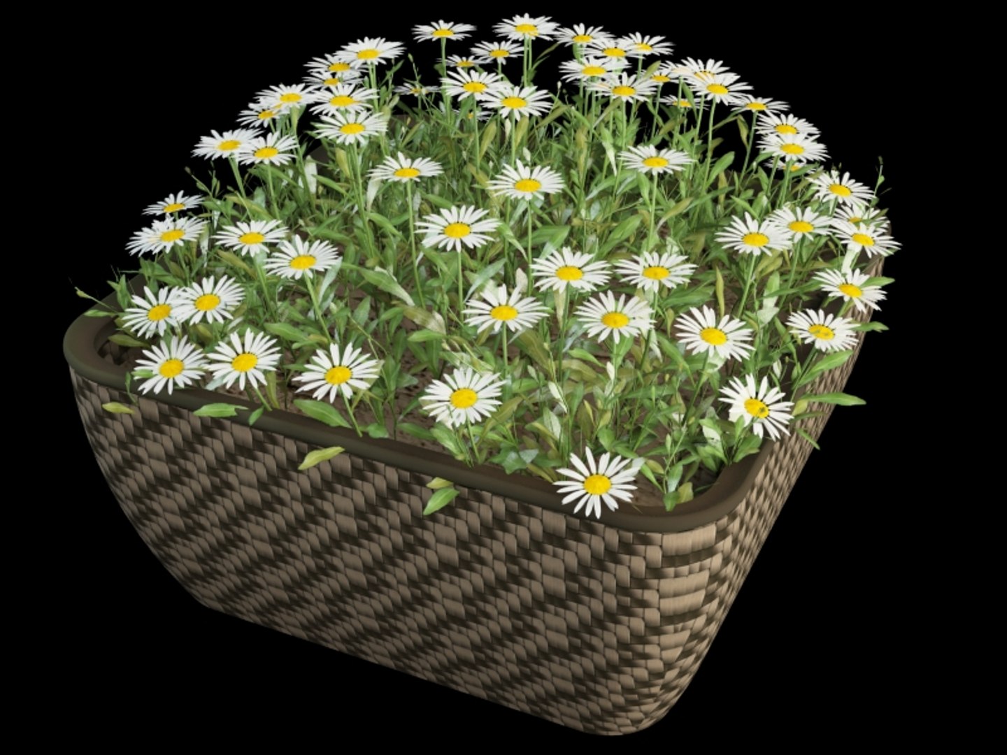 camomile c amomile model https://p.turbosquid.com/ts-thumb/sA/pHhfv2/eznmAsEw/matricaria_in_pot_4/jpg/1366705861/1920x1080/fit_q87/5ab922967bdd5dde9eb7904a66da53f6dea99b98/matricaria_in_pot_4.jpg