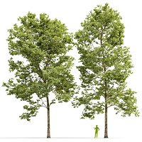 Plane-tree Sycamore Platanus V12