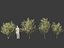 Salix pentandra - The bay willow 01