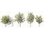 Salix pentandra - The bay willow 01