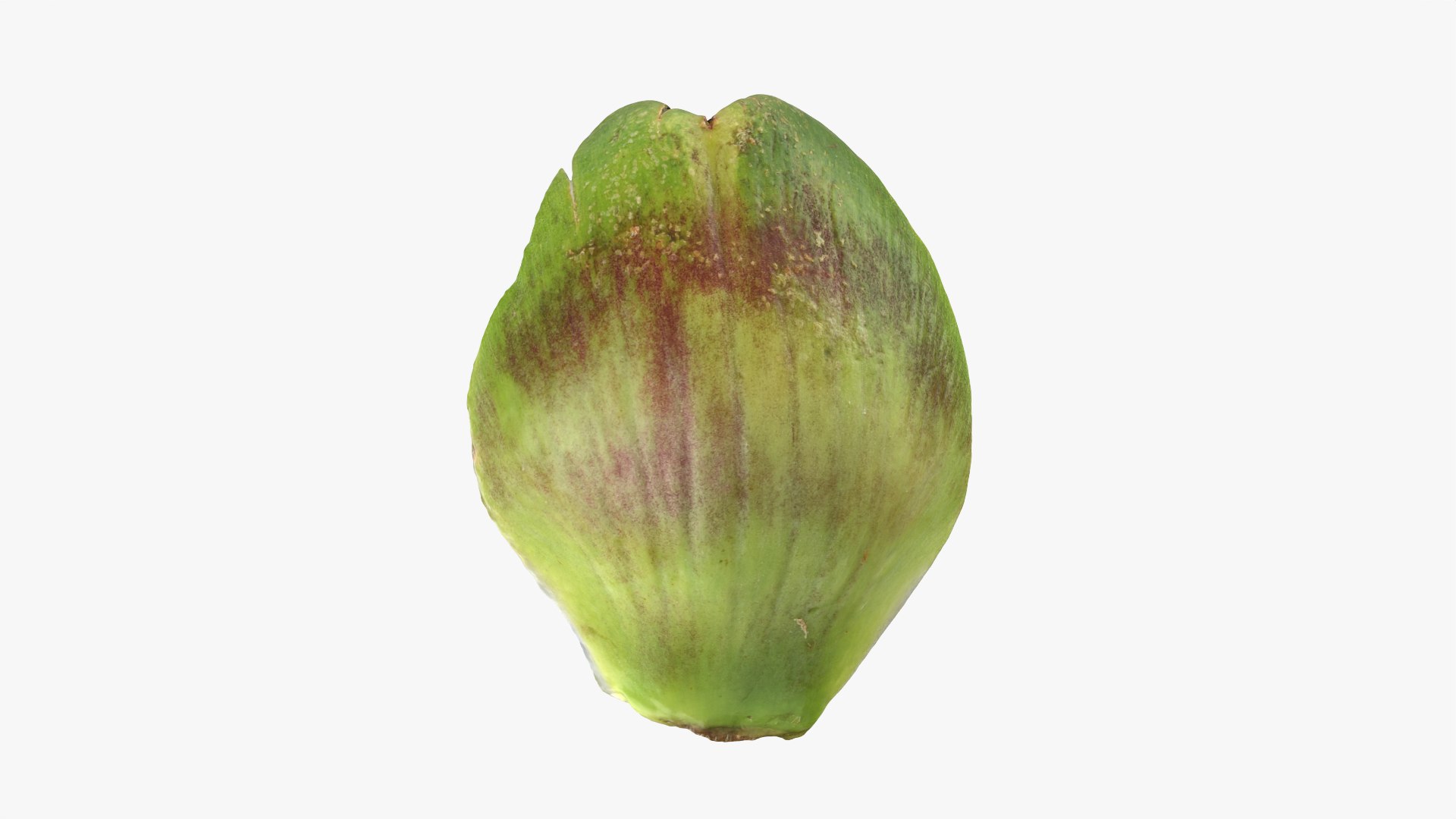 Artichoke Leaf 02 3D model https://p.turbosquid.com/ts-thumb/sA/x134Nb/91/artichokeleaf02_0009/png/1759918376/1920x1080/fit_q87/4b0c6d9e5d911ee8b3a7ef2892203969af8995a2/artichokeleaf02_0009.jpg