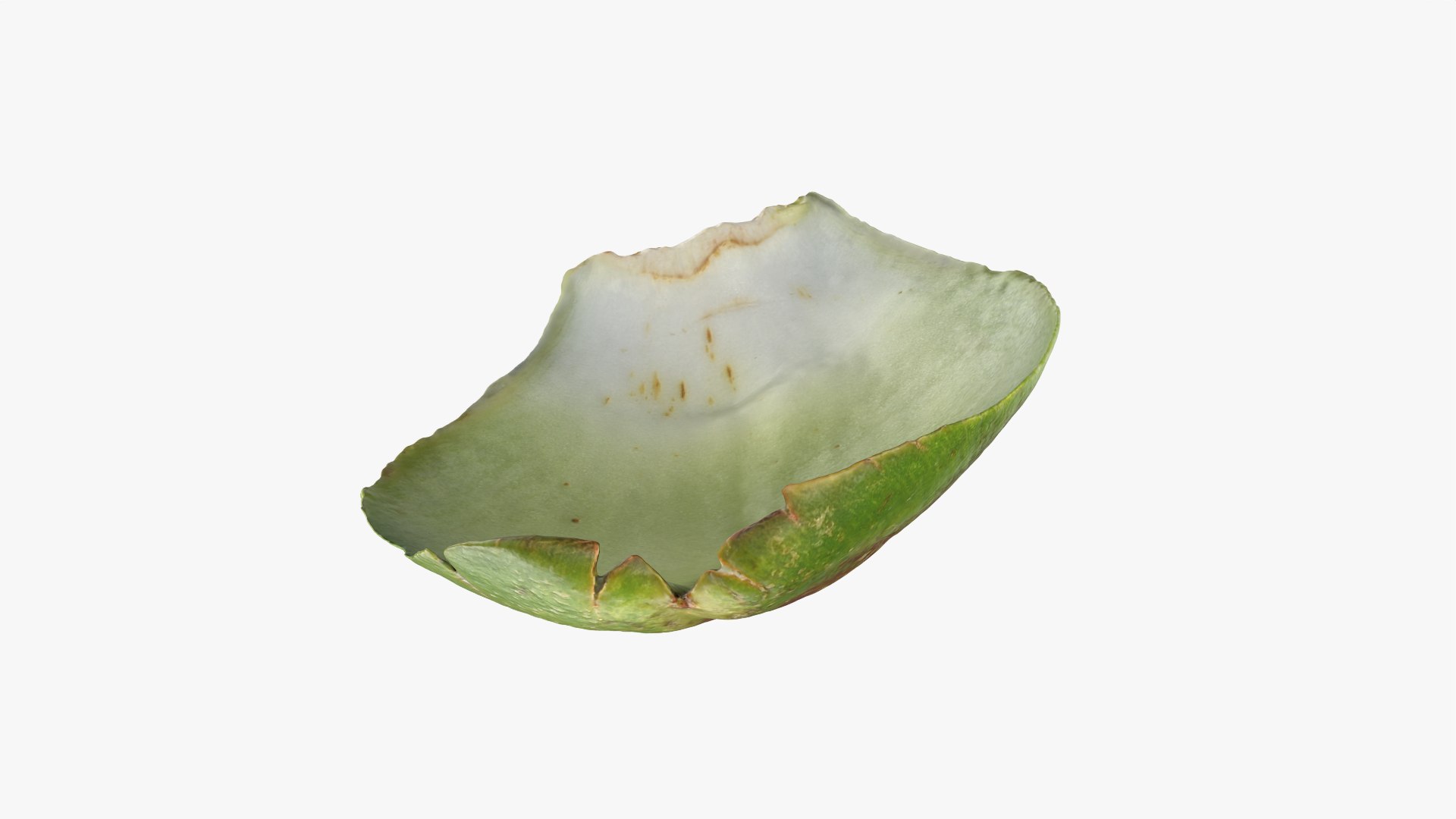 Artichoke Leaf 02 3D model https://p.turbosquid.com/ts-thumb/sA/x134Nb/CP/artichokeleaf02_0010/png/1759918377/1920x1080/fit_q87/c17d91307ee77c2cf019fcfbb25e0f458d9b0856/artichokeleaf02_0010.jpg
