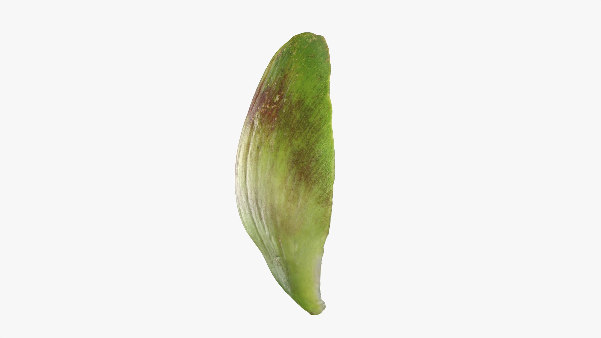 Artichoke Leaf 02 3D model https://p.turbosquid.com/ts-thumb/sA/x134Nb/EZ/artichokeleaf02_0007/png/1759918374/1920x1080/fit_q87/66cae17f254252ca93946d17e38ae8425b11b168/artichokeleaf02_0007.jpg