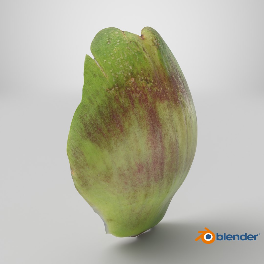 Artichoke Leaf 02 3D model https://p.turbosquid.com/ts-thumb/sA/x134Nb/FQ/stemcell_blender_cycles_render/png/1761054542/1920x1080/fit_q87/62fc97a941f85e9447eb449536a20620c905408f/stemcell_blender_cycles_render.jpg