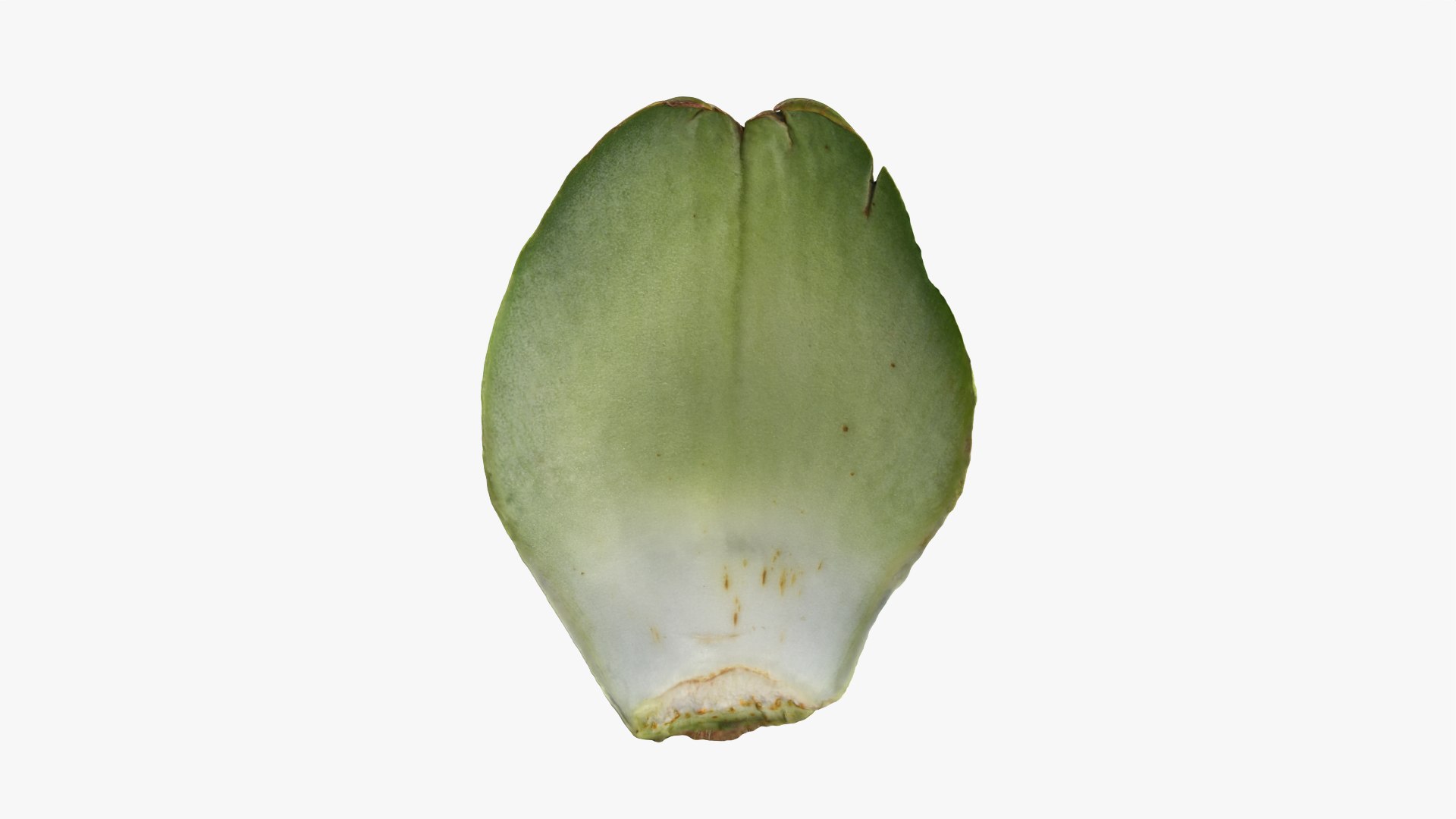 Artichoke Leaf 02 3D model https://p.turbosquid.com/ts-thumb/sA/x134Nb/FZ/artichokeleaf02_0008/png/1759918376/1920x1080/fit_q87/b4b3fbebc969ee98b8ee46342eec2068a3c476f1/artichokeleaf02_0008.jpg