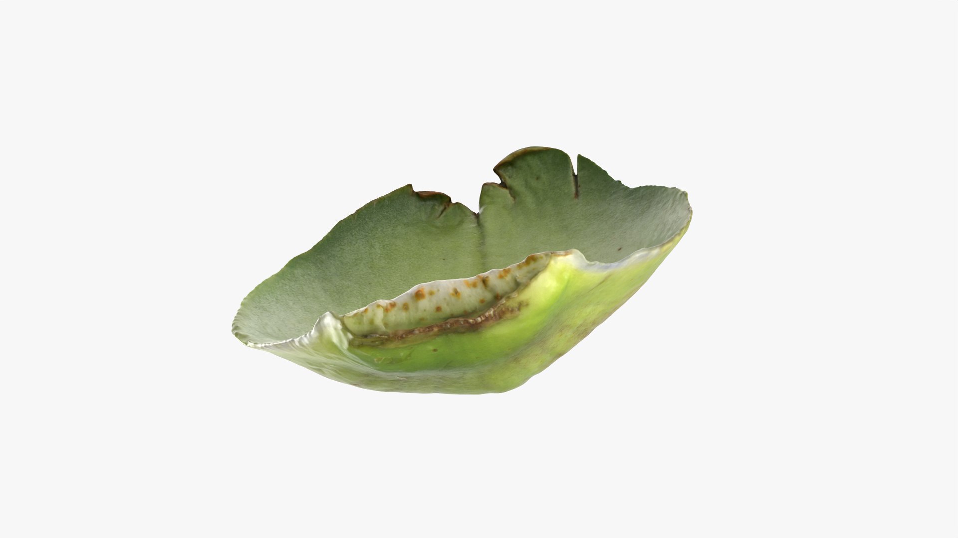 Artichoke Leaf 02 3D model https://p.turbosquid.com/ts-thumb/sA/x134Nb/M9/artichokeleaf02_0011/png/1759918378/1920x1080/fit_q87/8a796ec6433f7e7b29386c0fa442664a3b0e97d3/artichokeleaf02_0011.jpg