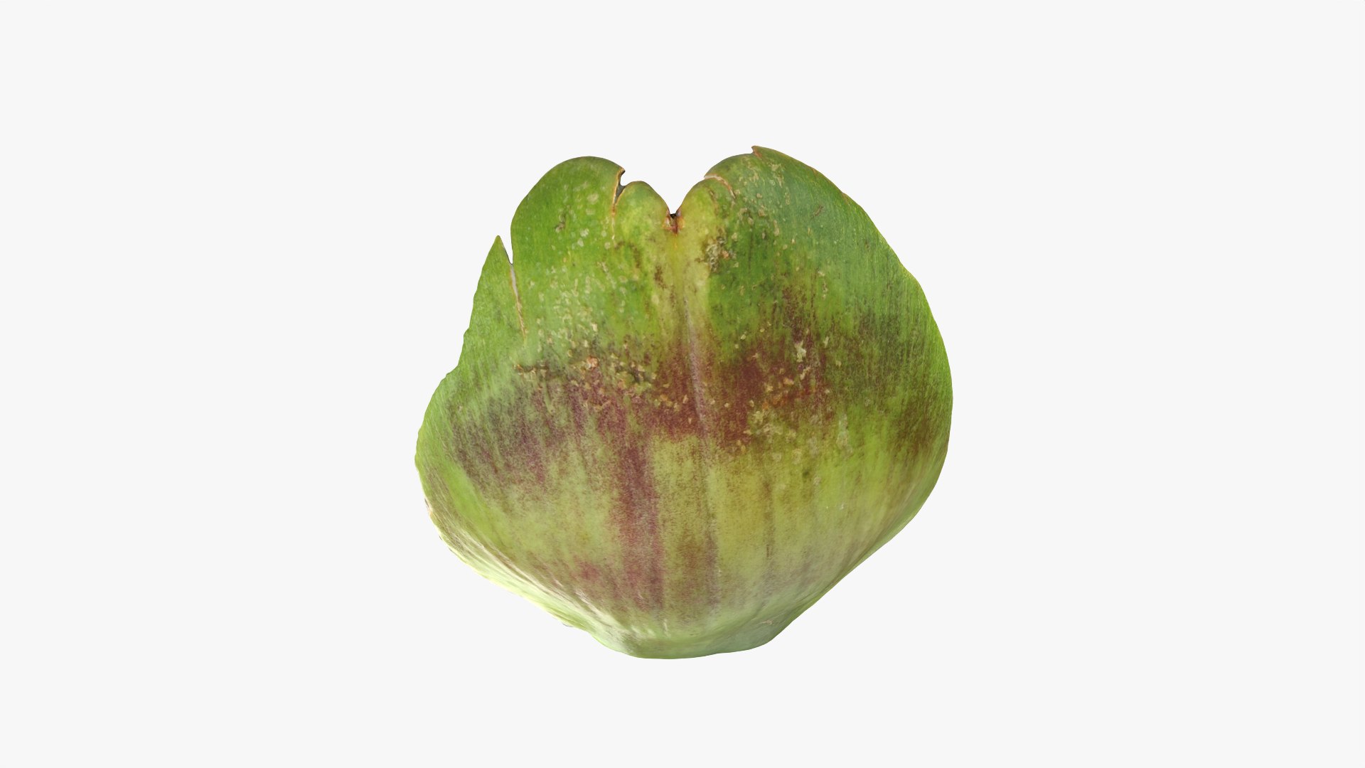 Artichoke Leaf 02 3D model https://p.turbosquid.com/ts-thumb/sA/x134Nb/ME/artichokeleaf02_0003/png/1759918371/1920x1080/fit_q87/c213d4e74254a88db7d45c20d97a91cbe1c26a55/artichokeleaf02_0003.jpg
