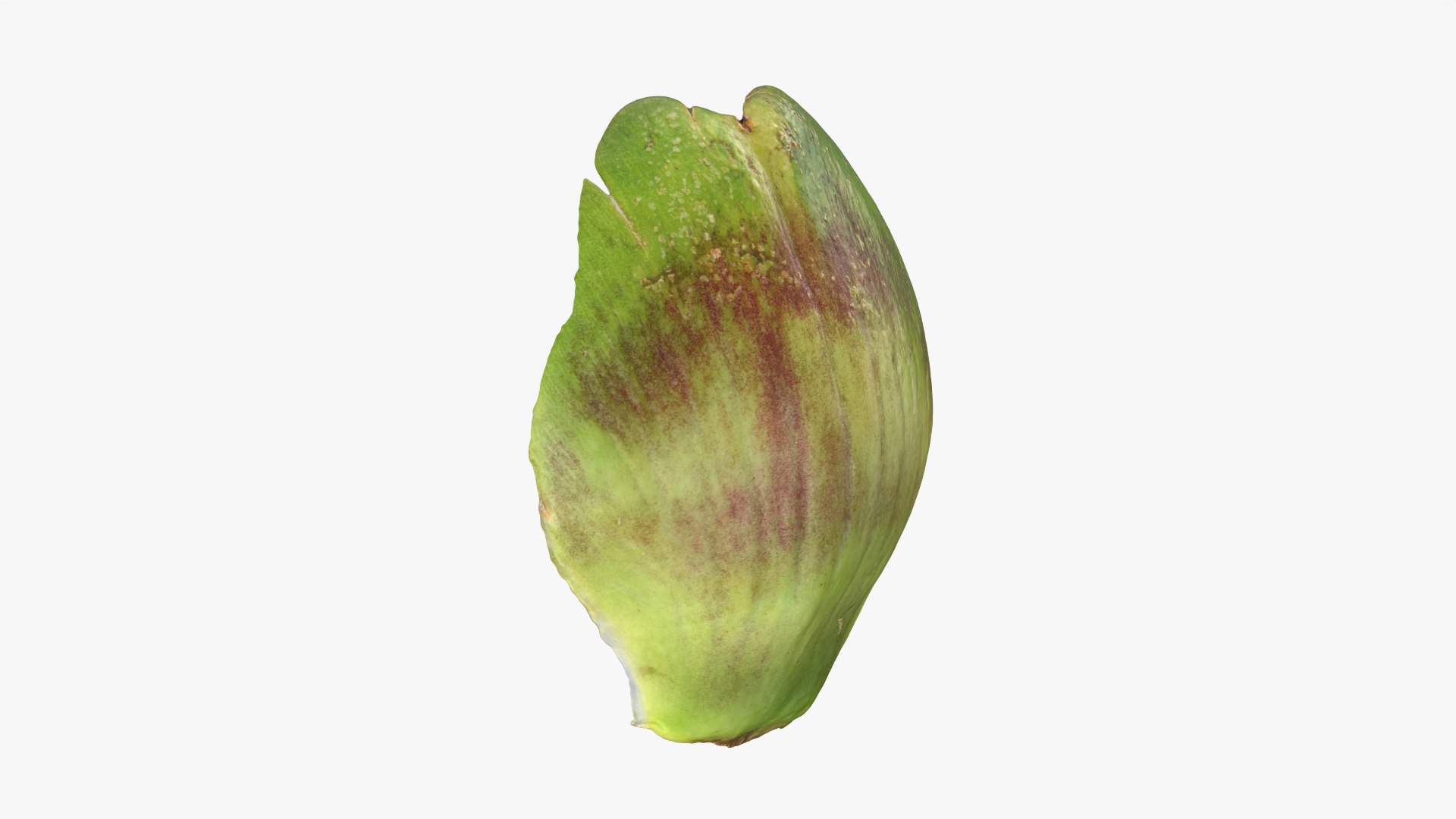 Artichoke Collection 3D model https://p.turbosquid.com/ts-thumb/sA/x134Nb/MO/artichokeleaf02_0001/png/1788362787/1920x1080/fit_q87/2d195e77466b38642811b724568e70fac3f03029/artichokeleaf02_0001.jpg