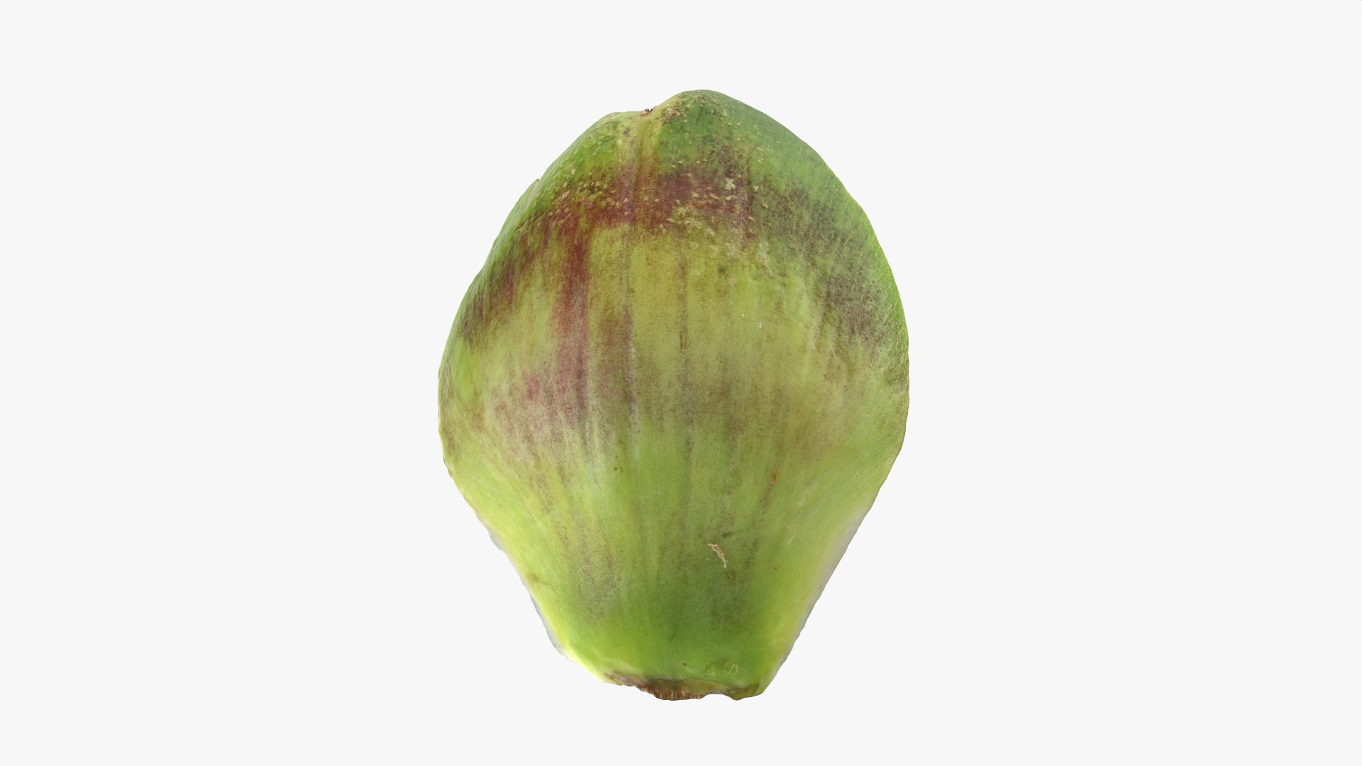 Artichoke Leaf 02 3D model https://p.turbosquid.com/ts-thumb/sA/x134Nb/nc/artichokeleaf02_0002/png/1759918370/1920x1080/fit_q87/0b59d5f0d54583d6670c162dee9e3c1b72ee4a81/artichokeleaf02_0002.jpg