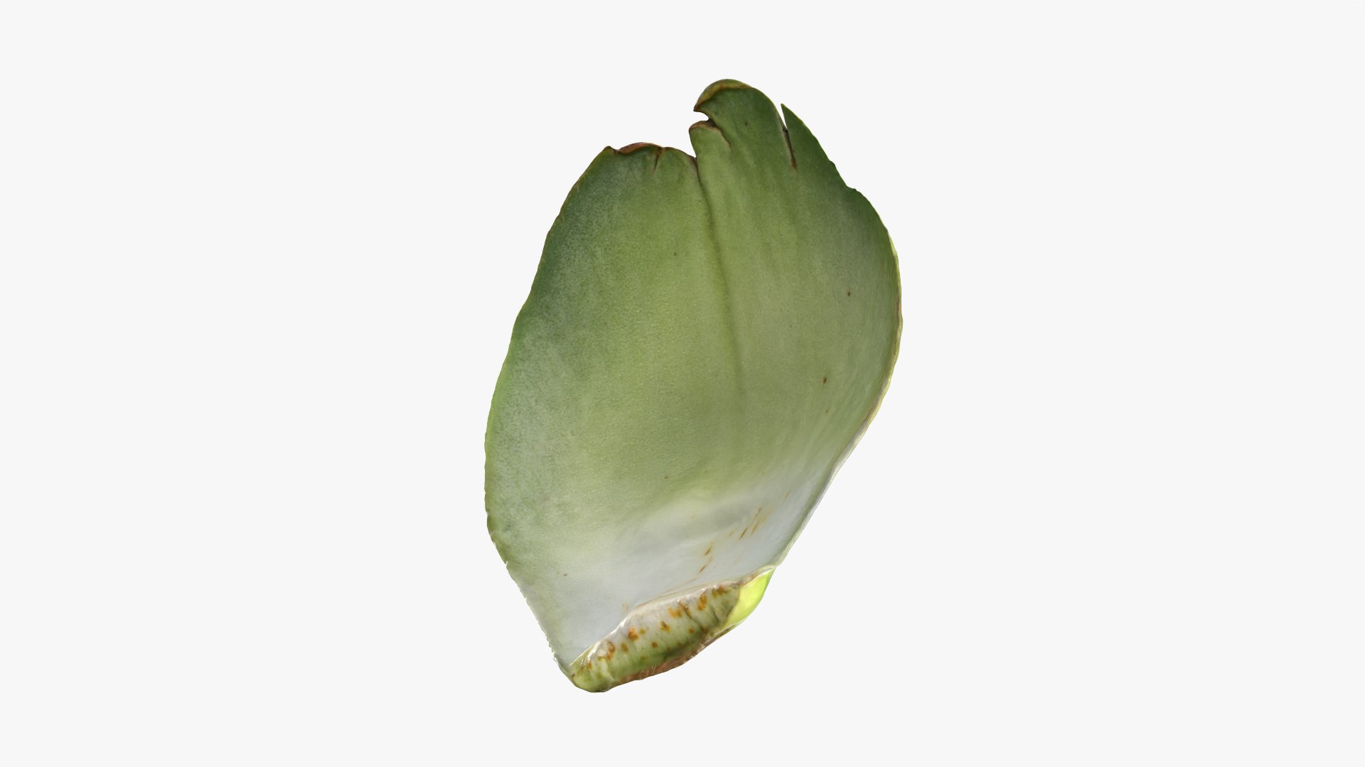Artichoke Leaf 02 3D model https://p.turbosquid.com/ts-thumb/sA/x134Nb/nj/artichokeleaf02_0012/png/1759918379/1920x1080/fit_q87/7760634559848f71c1b2d6dd4d69f518edc803a1/artichokeleaf02_0012.jpg
