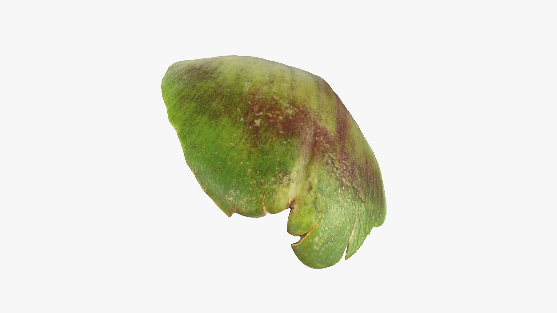 Artichoke Leaf 02 3D model https://p.turbosquid.com/ts-thumb/sA/x134Nb/np/artichokeleaf02_0005/png/1759918373/1920x1080/fit_q87/a84afebfb663756c3582bb432fdef41915550ba6/artichokeleaf02_0005.jpg