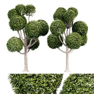 3D Fancy shaped decorative tree-vray max model