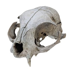 3D scanned real cat skull