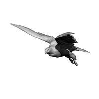 Falcon in-flight (taxidermy)