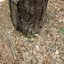 Tree Stump 14
