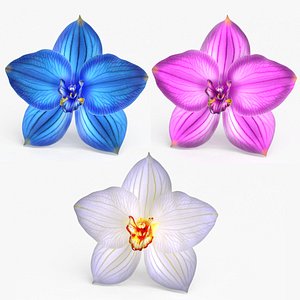 3D Orchid Flower 3 colors