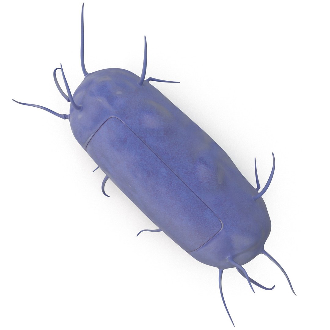 3d bacillus https://p.turbosquid.com/ts-thumb/sB/VZq1sw/0KY14uJM/bacillus_164/jpg/1395714835/1920x1080/fit_q87/a3beb5d4e2274d02ae7a33edf41fe1398def314b/bacillus_164.jpg