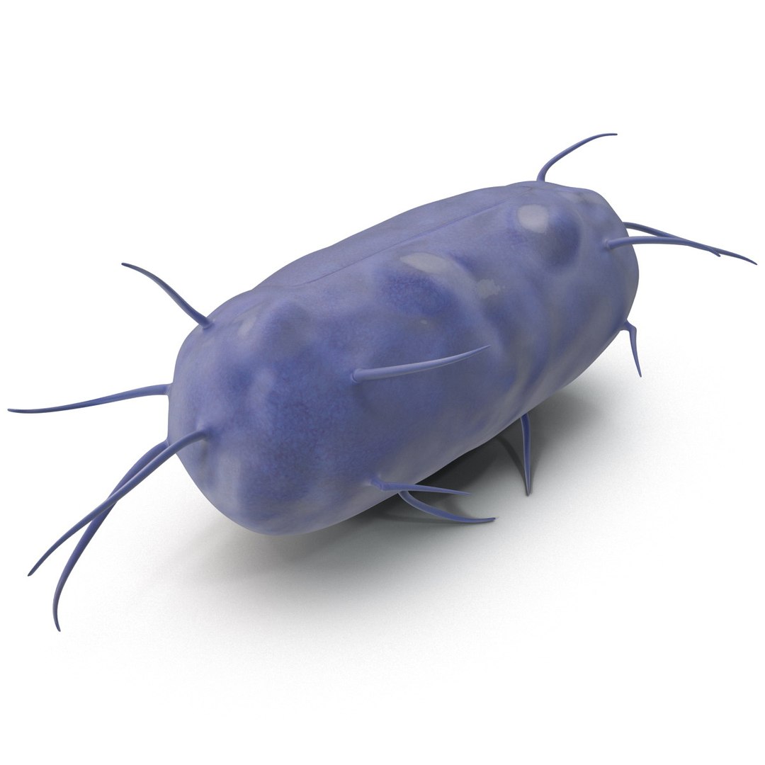 3d bacillus https://p.turbosquid.com/ts-thumb/sB/VZq1sw/6EVszBmj/bacillus_159/jpg/1395714823/1920x1080/fit_q87/6dcbe16eff59033898893438c5b0a76924fa1e24/bacillus_159.jpg
