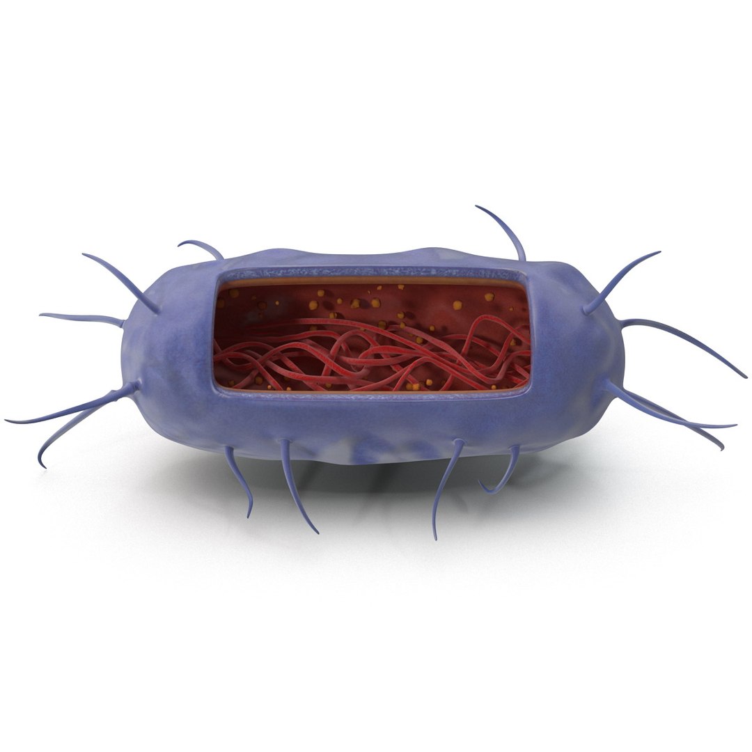 3d bacillus https://p.turbosquid.com/ts-thumb/sB/VZq1sw/6NgGPEu0/bacillus_155/jpg/1395714813/1920x1080/fit_q87/0e0fe2016fcf037227e75d2e7a8c6a19015e648b/bacillus_155.jpg