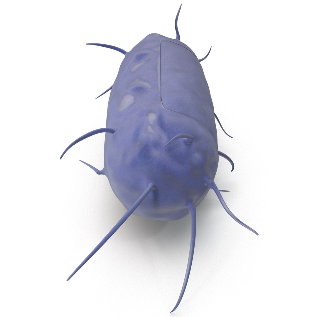 3d bacillus https://p.turbosquid.com/ts-thumb/sB/VZq1sw/6Rvs1iAJ/bacillus_157/jpg/1395714818/1920x1080/fit_q87/62731772cc5ff9272513af19e435fa6b9cc80b5c/bacillus_157.jpg
