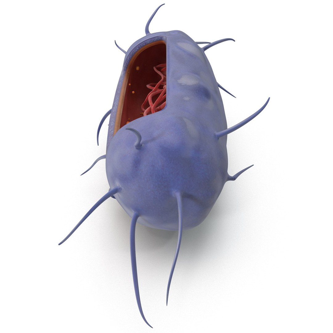 3d bacillus https://p.turbosquid.com/ts-thumb/sB/VZq1sw/84yEUnRR/bacillus_162/jpg/1395714830/1920x1080/fit_q87/9c4930d816346b6086107747b00be9feb8383b6f/bacillus_162.jpg
