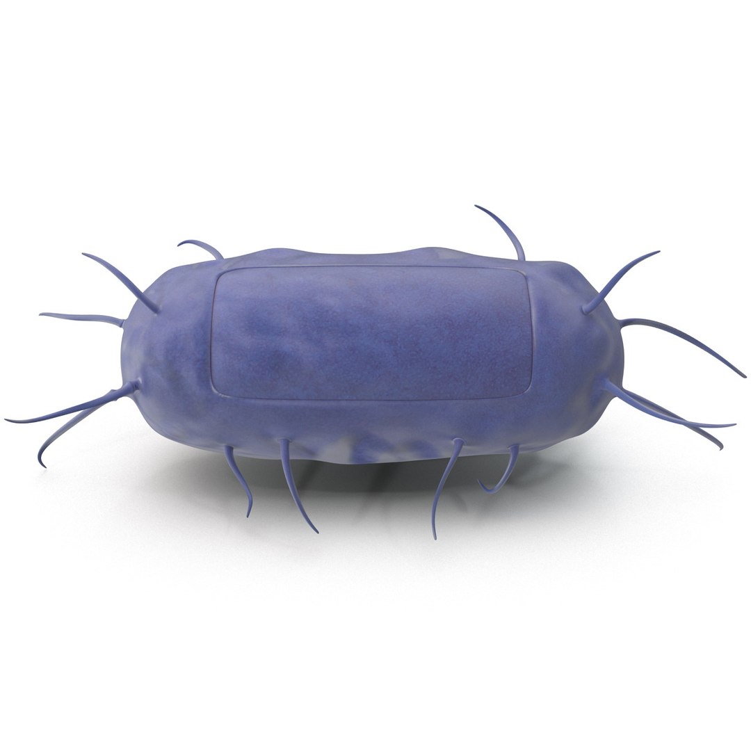 3d bacillus https://p.turbosquid.com/ts-thumb/sB/VZq1sw/OBY1Em31/bacillus_154/jpg/1395714810/1920x1080/fit_q87/44441b94604cbd9d78c99e6c6c8b19306b1ce3ae/bacillus_154.jpg