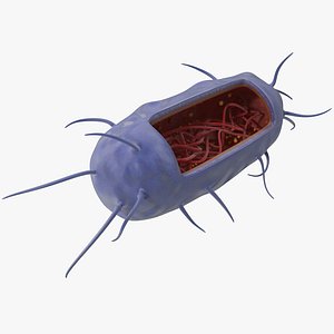 3d bacillus