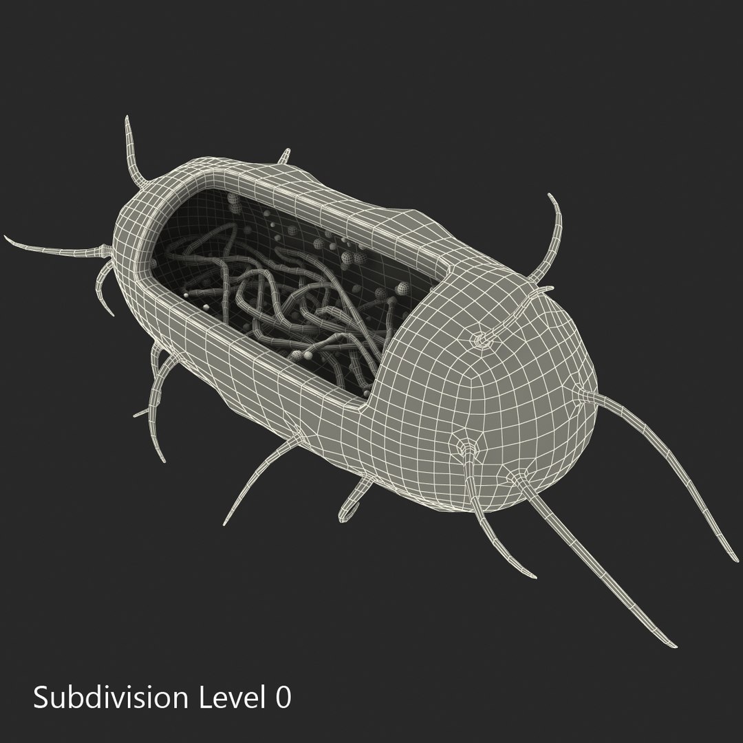 3d bacillus https://p.turbosquid.com/ts-thumb/sB/VZq1sw/UhzN0bCq/bacillus_152/jpg/1395714803/1920x1080/fit_q87/699c09d678b27daa6dd33a17f7d01258493b33d5/bacillus_152.jpg